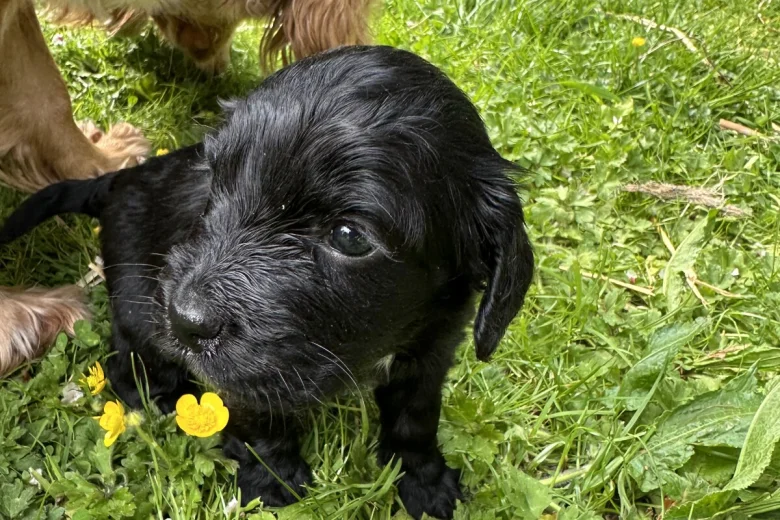 Cocker Spaniel (Working)