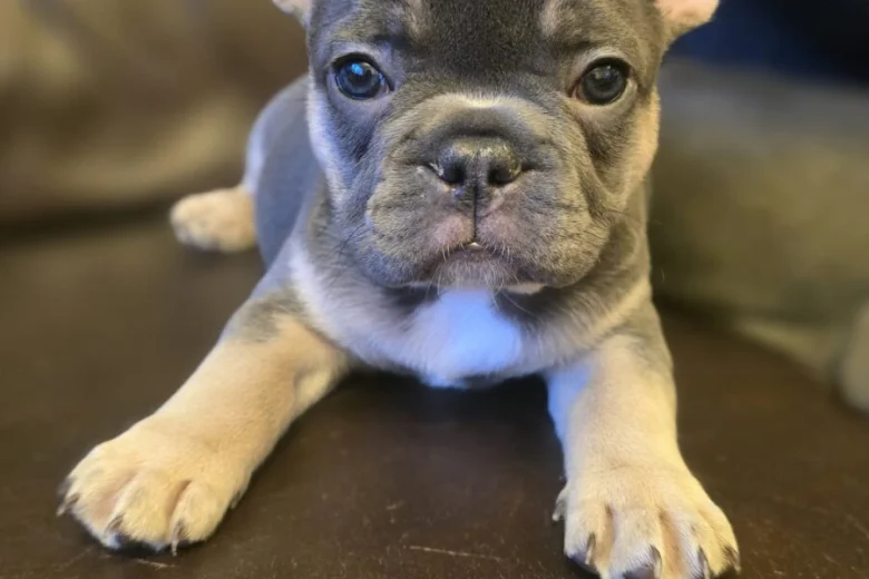 French Bulldog