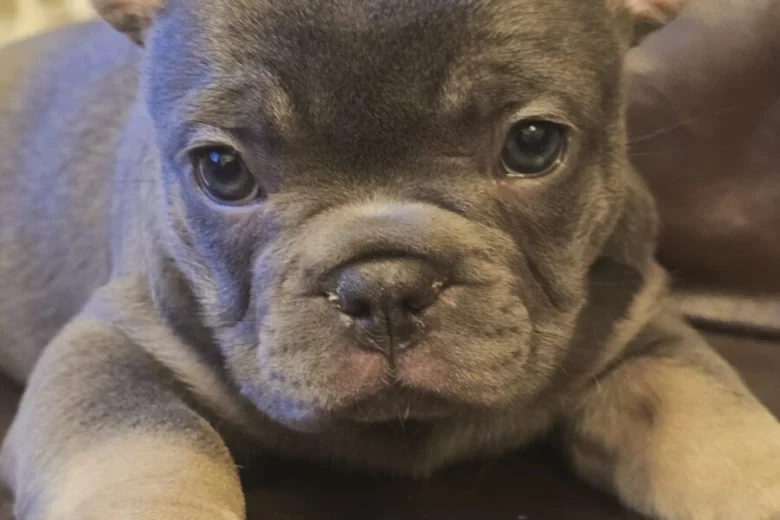 French Bulldog