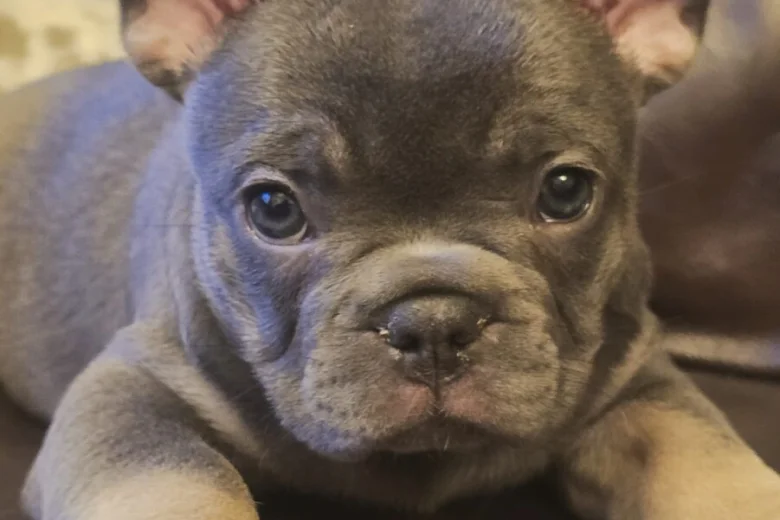 French Bulldog