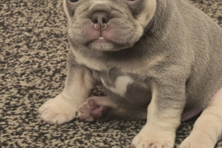 French Bulldog