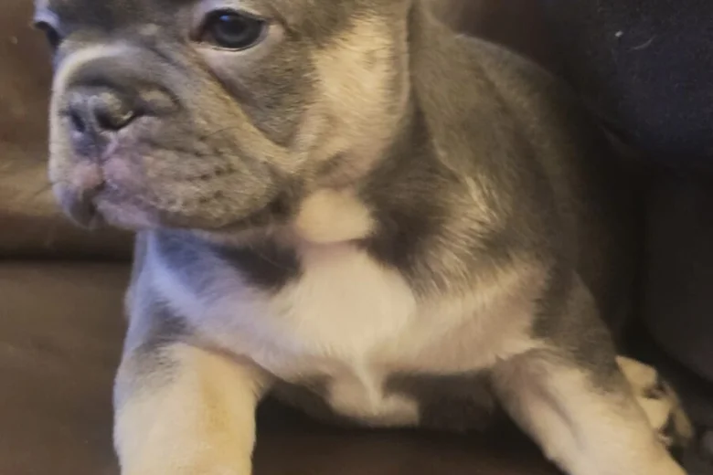 French Bulldog