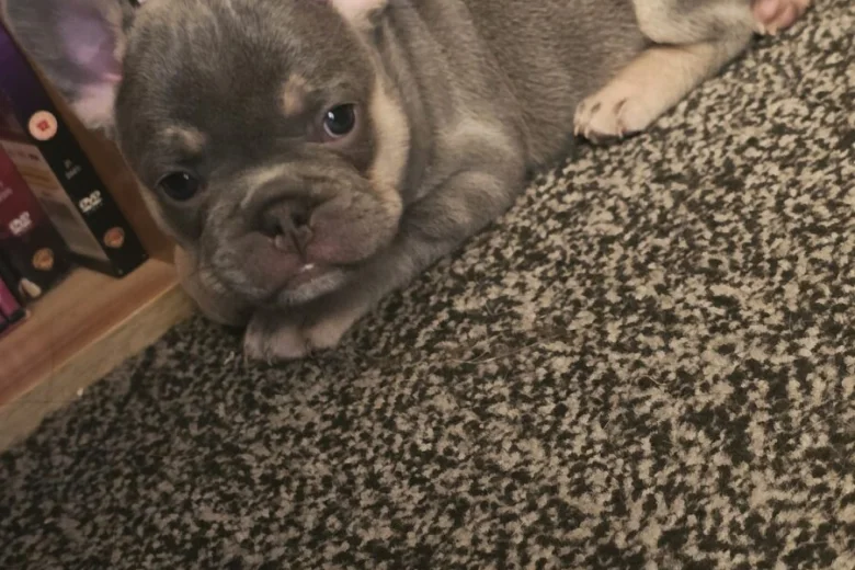 French Bulldog