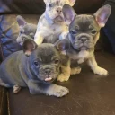 French Bulldog