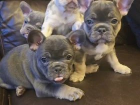 French Bulldog