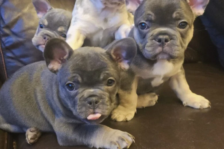 French Bulldog