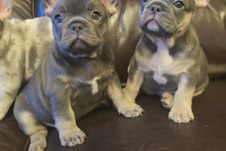 French Bulldog