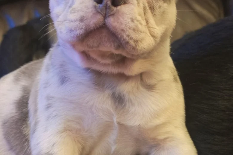 French Bulldog