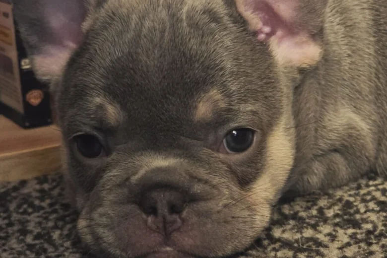 French Bulldog