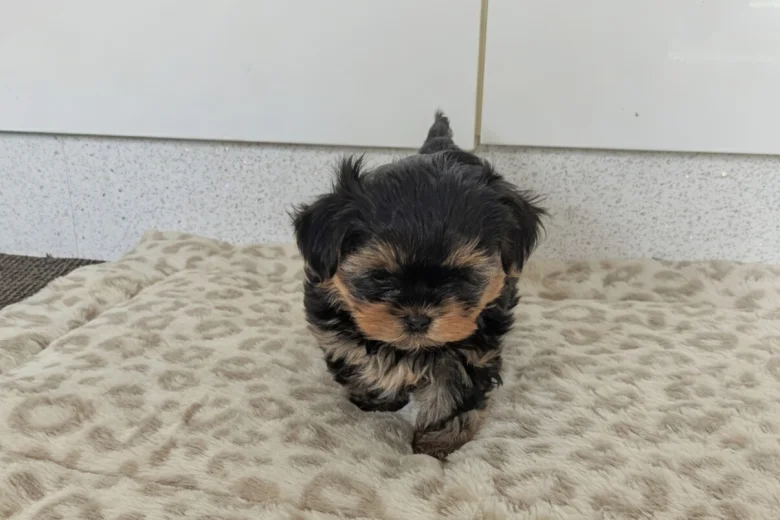 Yorkshire Terrier