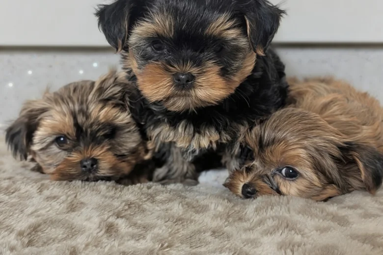 Yorkshire Terrier