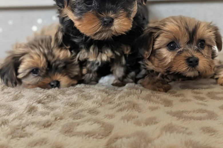 Yorkshire Terrier