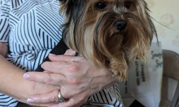 Yorkshire Terrier