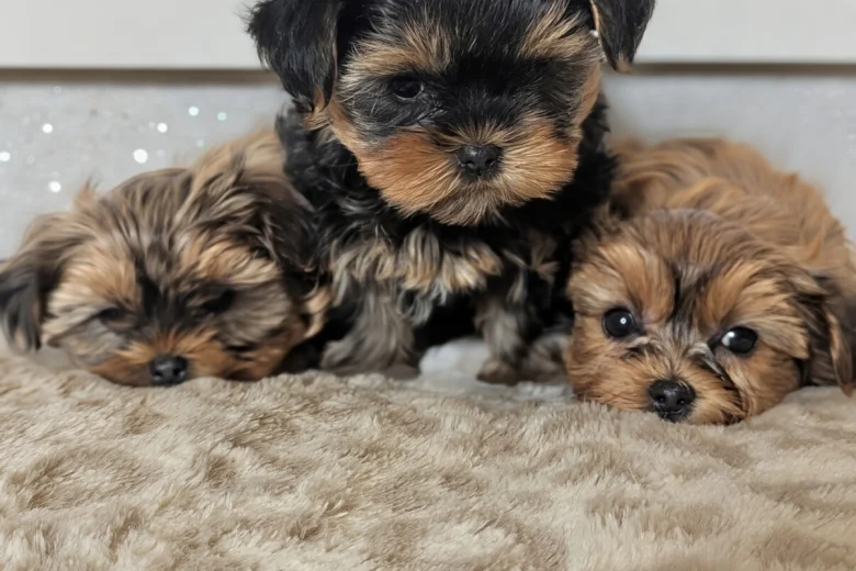 Yorkshire Terrier