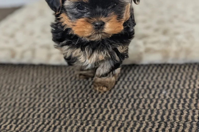 Yorkshire Terrier