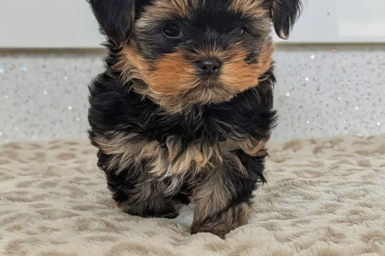 Yorkshire Terrier