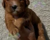 Cockapoo