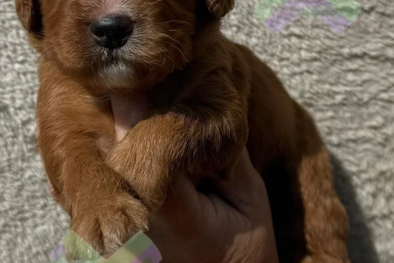 Cockapoo