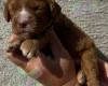 Cockapoo