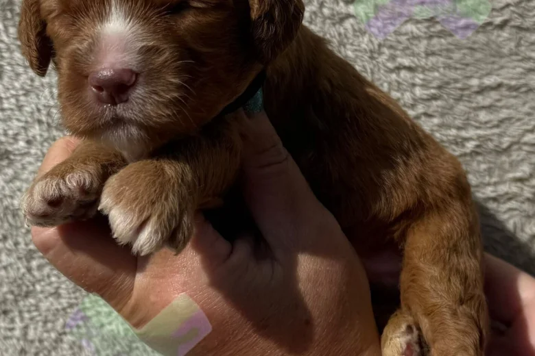 Cockapoo