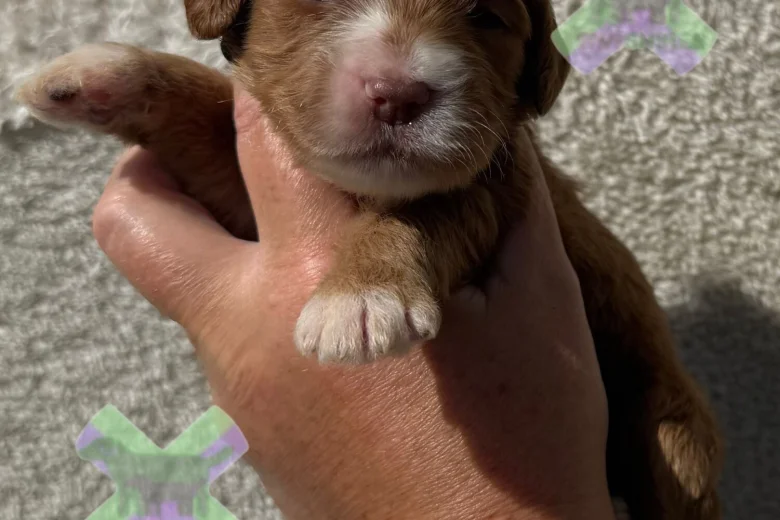 Cockapoo