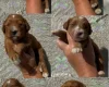 Cockapoo