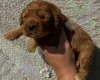 Cockapoo