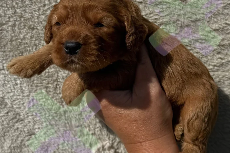 Cockapoo