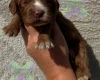 Cockapoo