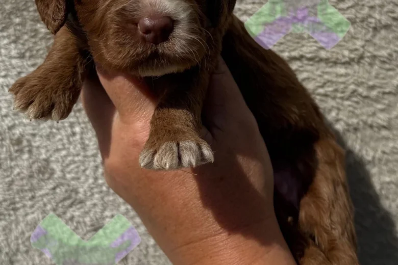 Cockapoo