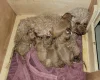 Cavapoo