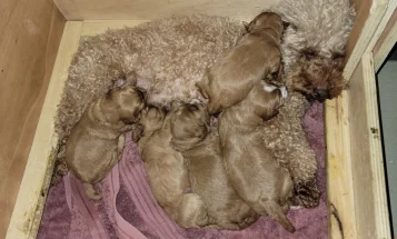 Cavapoo