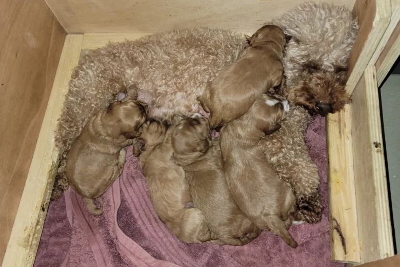 Cavapoo