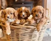 Cavapoo