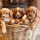 Cavapoo