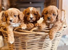 Cavapoo