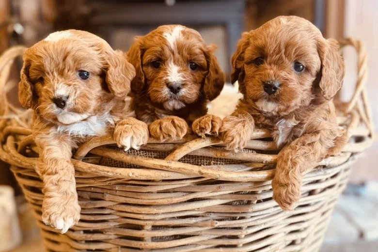 Cavapoo