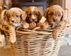 Cavapoo