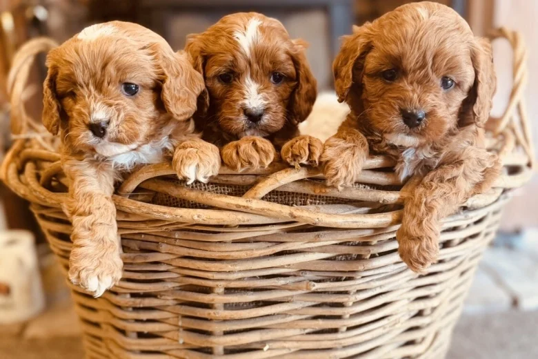 Cavapoo