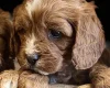 Cavapoo