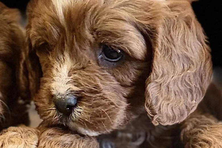 Cavapoo
