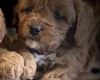 Cavapoo