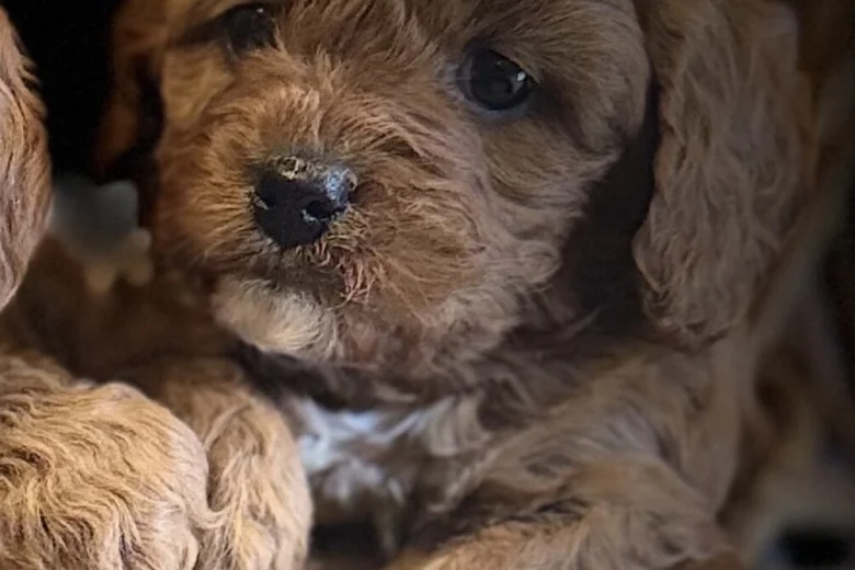 Cavapoo