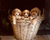 Cavapoo