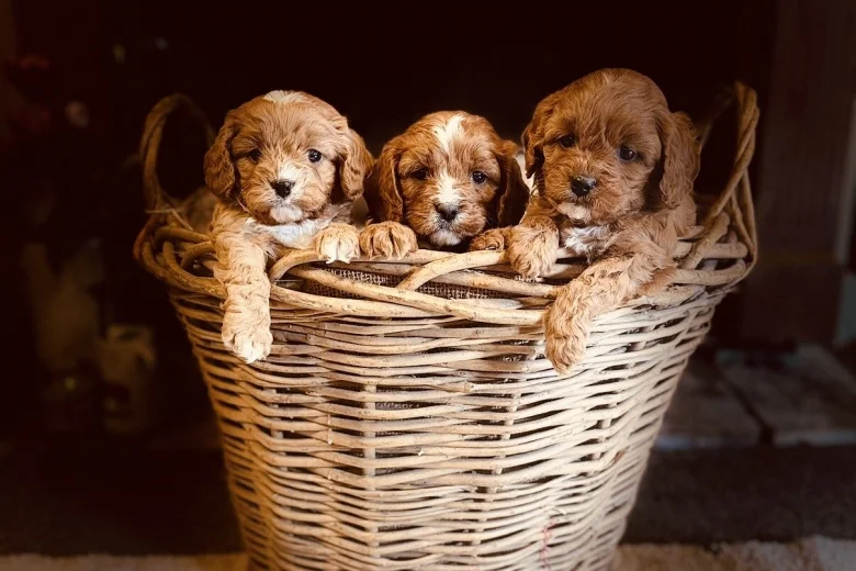 Cavapoo