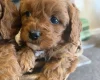 Cavapoo