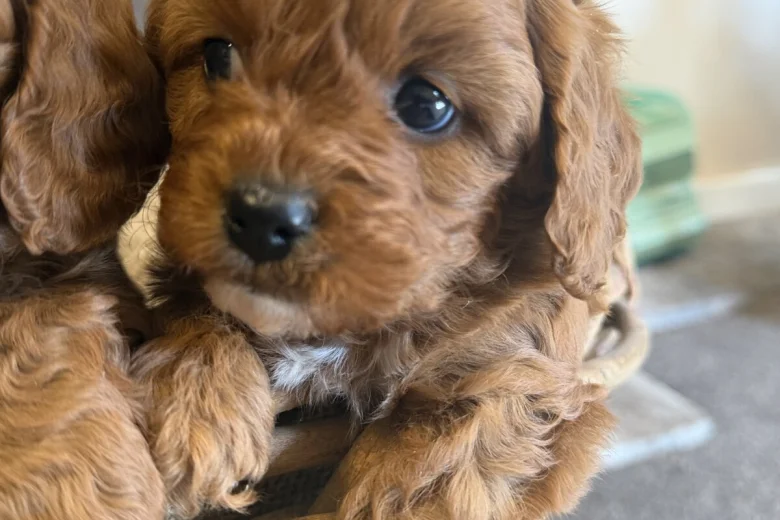 Cavapoo