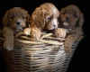 Cavapoo