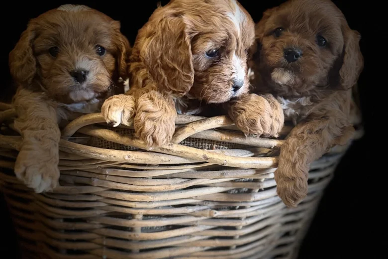 Cavapoo