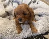 Cavapoo
